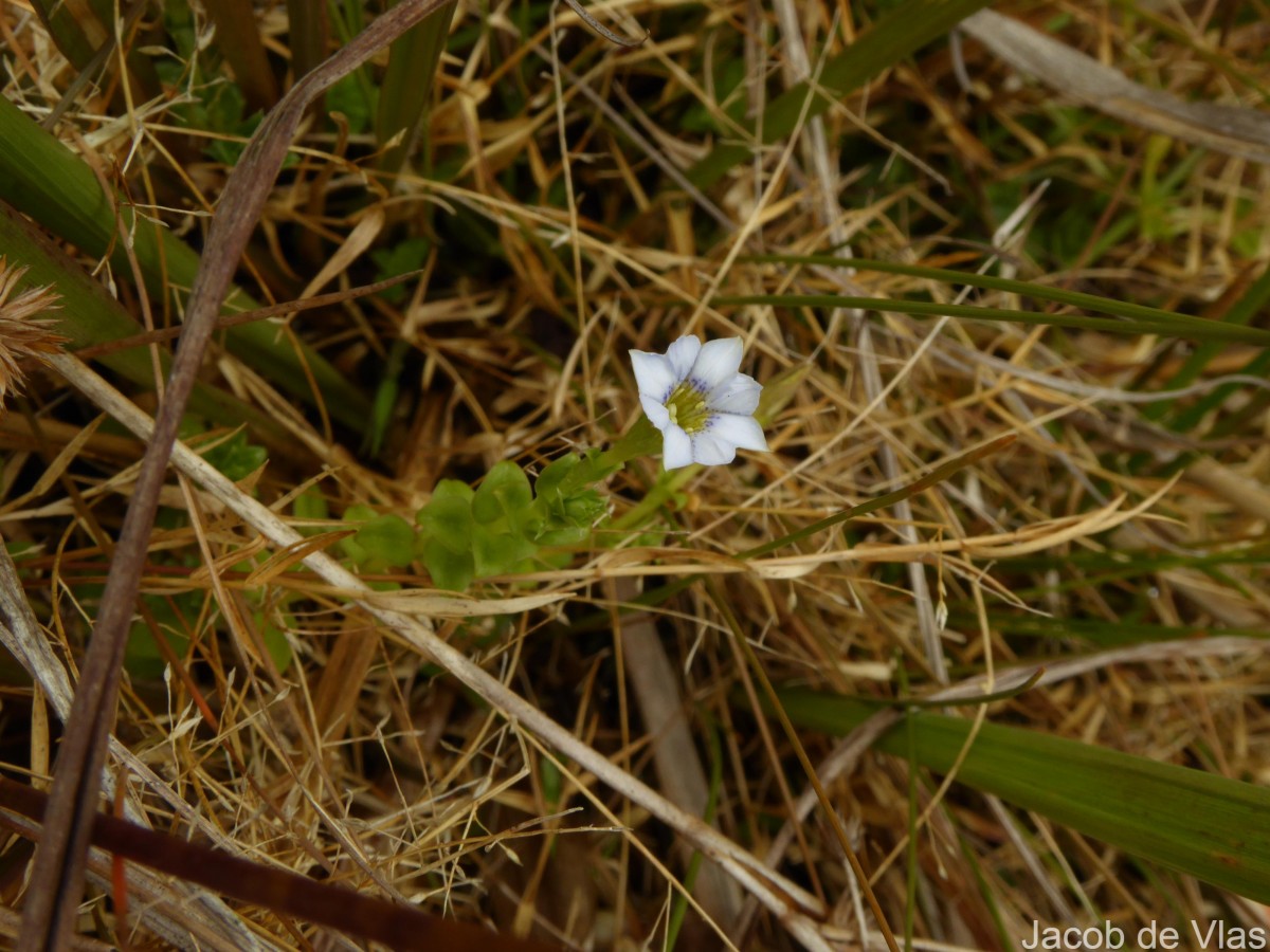 Gentiana pedicellata subsp. zeylanica (Griseb.) Halda